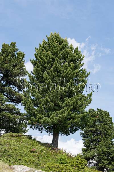 651436 - Pin cembro (Pinus cembra)