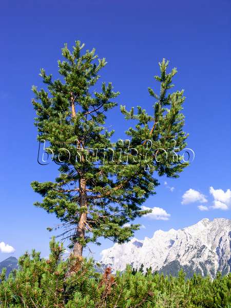 439225 - Pin cembro (Pinus cembra), réserve naturelle de Kaisergebirge, Autriche