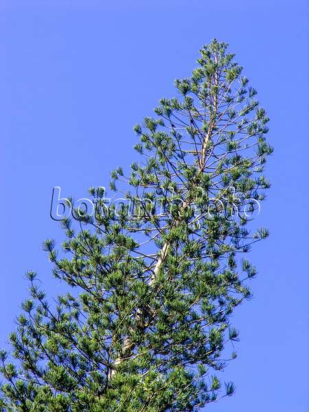 434384 - Pin colonaire (Araucaria columnaris)