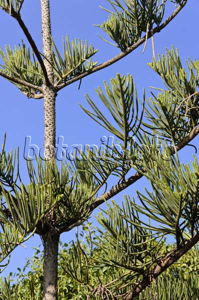 564032 - Pin de Norfolk (Araucaria heterophylla)