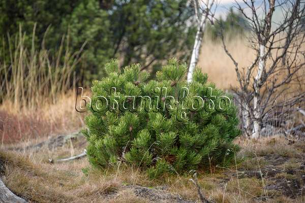 535421 - Pin de tourbière (Pinus mugo subsp. rotundata)