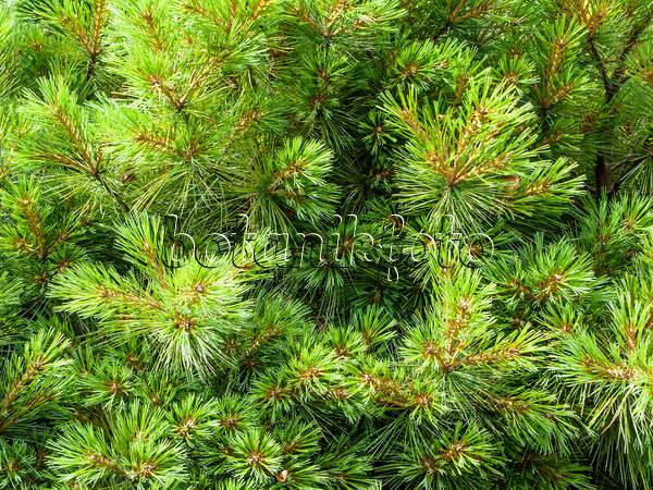 439204 - Pin de Weymouth (Pinus strobus)