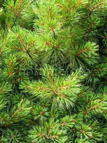 439205 - Pin de Weymouth (Pinus strobus)