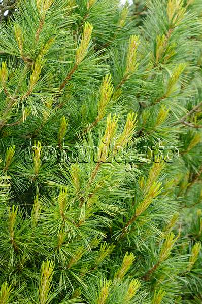 533391 - Pin de Weymouth (Pinus strobus 'Densa')