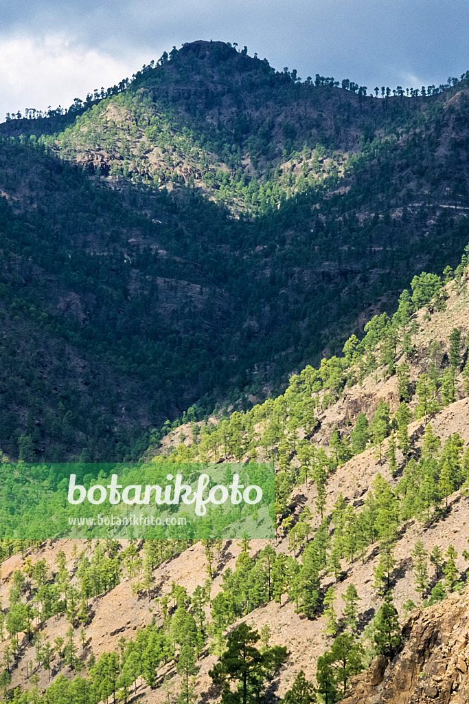 397024 - Pin des Canaries (Pinus canariensis), réserve naturelle de Pilancones, Gran Canaria, Espagne