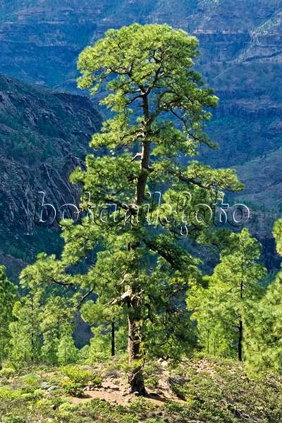 397025 - Pin des Canaries (Pinus canariensis), réserve naturelle de Pilancones, Gran Canaria, Espagne