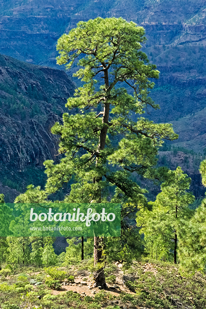 397025 - Pin des Canaries (Pinus canariensis), réserve naturelle de Pilancones, Gran Canaria, Espagne