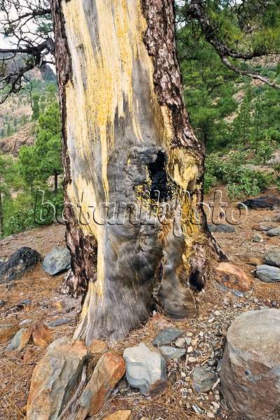 397026 - Pin des Canaries (Pinus canariensis), réserve naturelle de Pilancones, Gran Canaria, Espagne