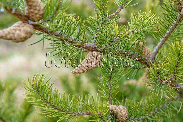 593157 - Pin gris (Pinus banksiana)