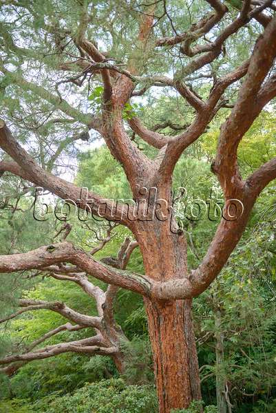 547221 - Pin rouge du Japon (Pinus densiflora)