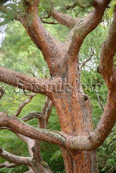 547222 - Pin rouge du Japon (Pinus densiflora)