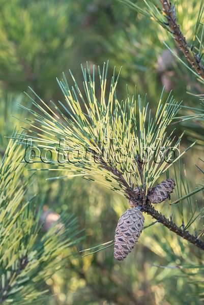 638189 - Pin rouge du Japon (Pinus densiflora 'Oculus-Draconis')