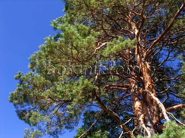 428358 - Pin sylvestre (Pinus sylvestris)