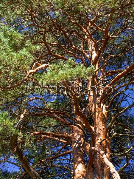 428359 - Pin sylvestre (Pinus sylvestris)