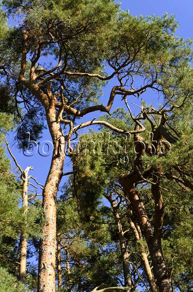500236 - Pin sylvestre (Pinus sylvestris)