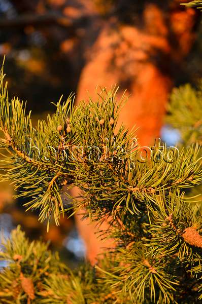 526039 - Pin sylvestre (Pinus sylvestris)