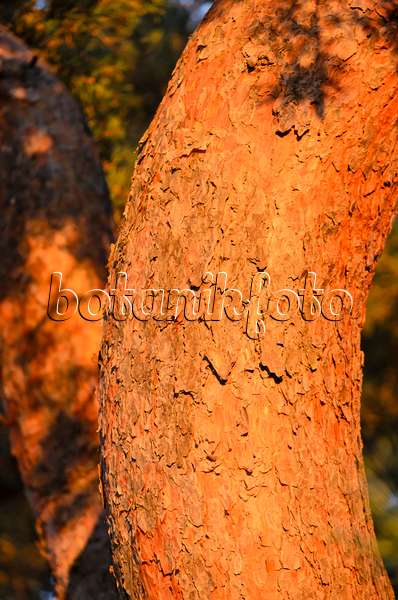 526040 - Pin sylvestre (Pinus sylvestris)