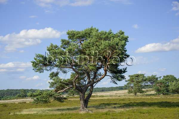 575193 - Pin sylvestre (Pinus sylvestris)