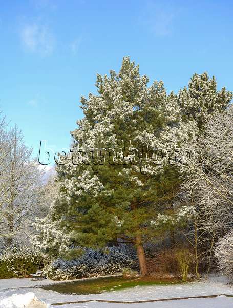 575196 - Pin sylvestre (Pinus sylvestris)