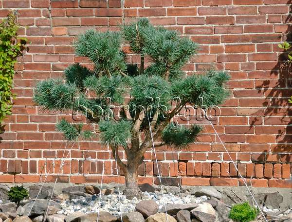 490112 - Pin sylvestre (Pinus sylvestris 'Watereri')
