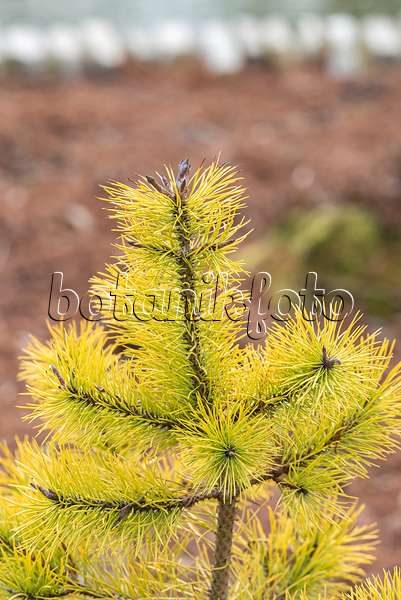 638188 - Pin tordu (Pinus contorta 'Chief Joseph')