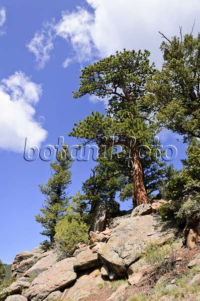 508348 - Pin tordu (Pinus contorta), parc national des Montagnes Rocheuses, Colorado, États-Unis