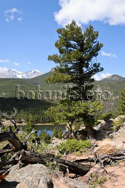 508350 - Pin tordu (Pinus contorta), parc national des Montagnes Rocheuses, Colorado, États-Unis