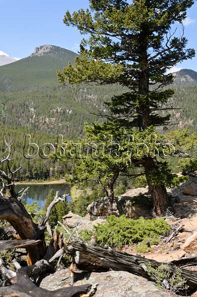 508351 - Pin tordu (Pinus contorta), parc national des Montagnes Rocheuses, Colorado, États-Unis