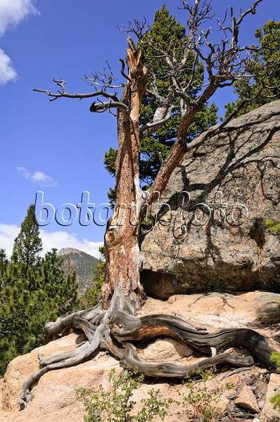 508352 - Pin tordu (Pinus contorta), parc national des Montagnes Rocheuses, Colorado, États-Unis