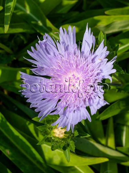 427163 - Pincushion flower (Scabiosa)