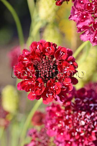 487018 - Pincushion flower (Scabiosa)