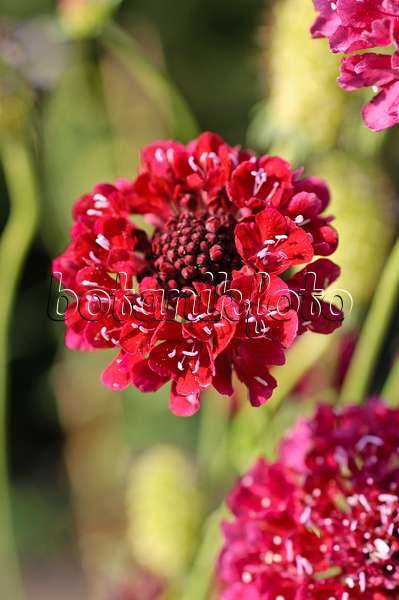 487019 - Pincushion flower (Scabiosa)
