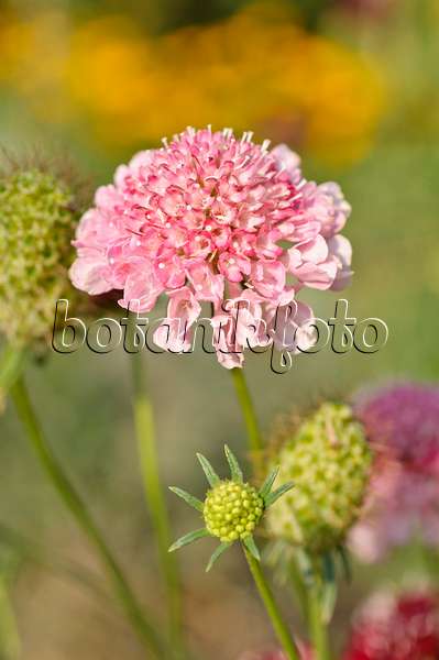 487020 - Pincushion flower (Scabiosa)
