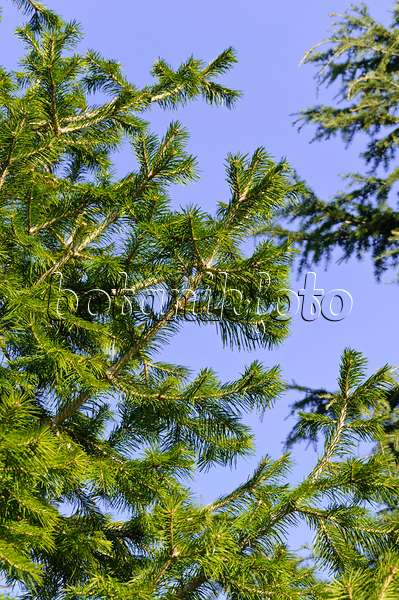 492013 - Pindrow fir (Abies pindrow)