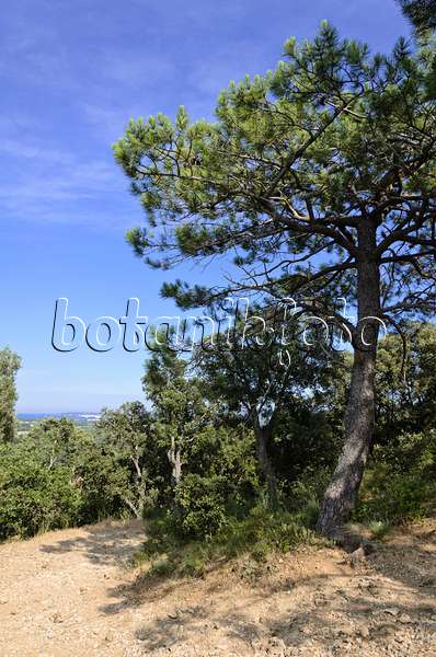 569045 - Pine (Pinus)