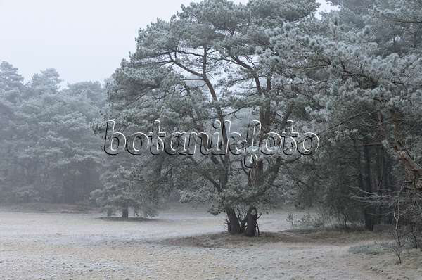 563011 - Pine (Pinus) with hoar frost