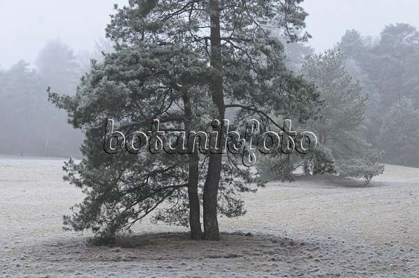 563012 - Pine (Pinus) with hoar frost