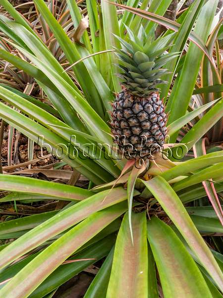 411235 - Pineapple (Ananas comosus)
