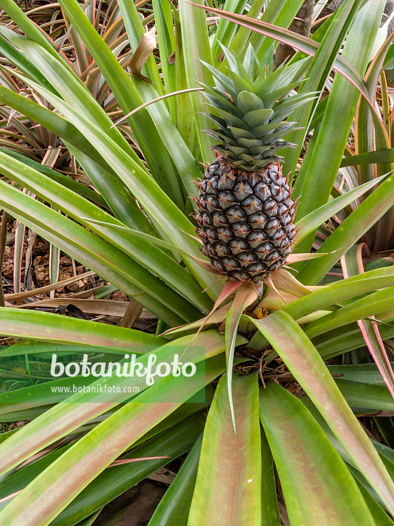 411235 - Pineapple (Ananas comosus)