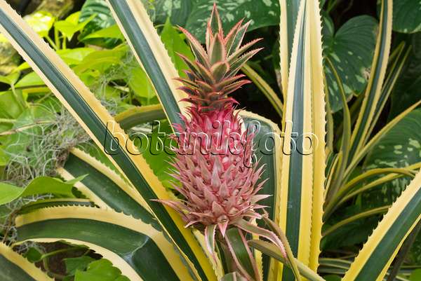 576035 - Pineapple (Ananas comosus 'Variegatus')