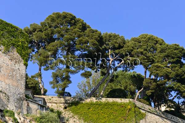 533095 - Pines (Pinus) on the edge of the Old Town, Monaco