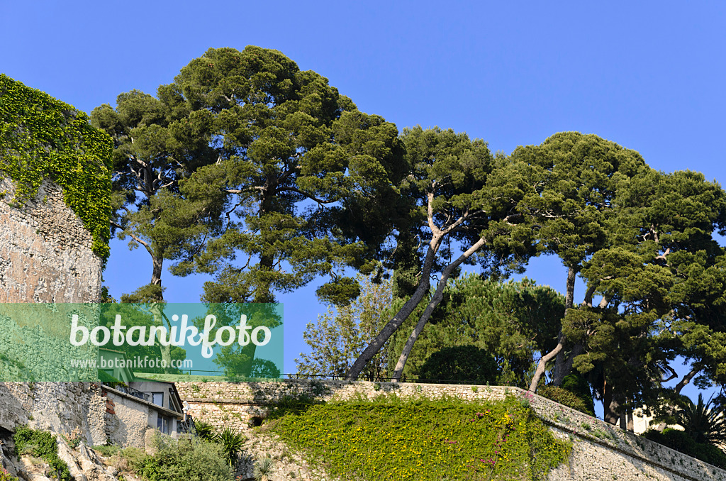 533095 - Pines (Pinus) on the edge of the Old Town, Monaco