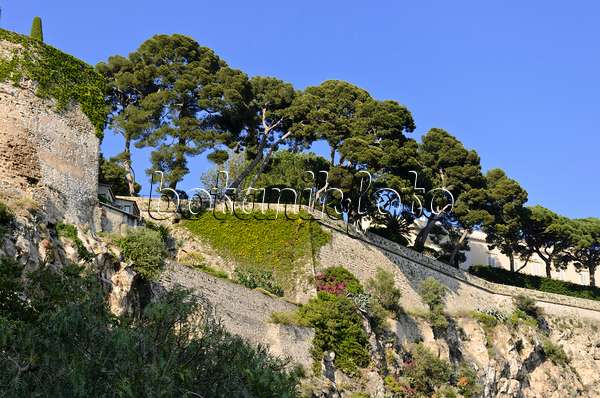 533097 - Pines (Pinus) on the edge of the Old Town, Monaco