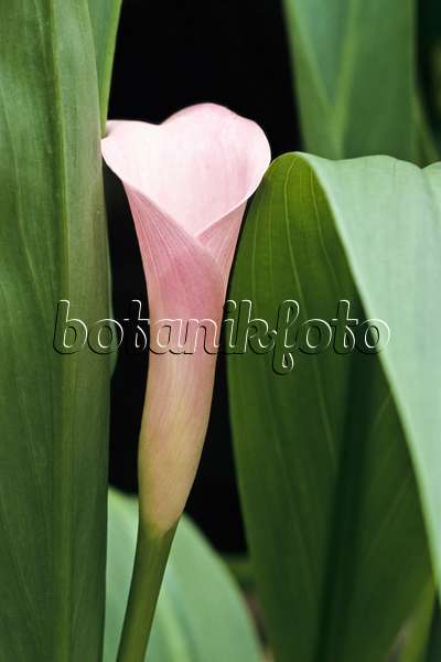 366067 - Pink calla (Zantedeschia rehmannii)