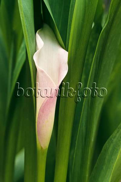 366068 - Pink calla (Zantedeschia rehmannii)