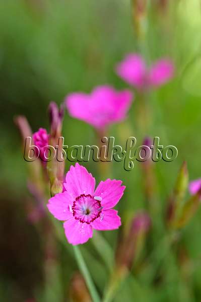 472414 - Pink (Dianthus myrtinervius)