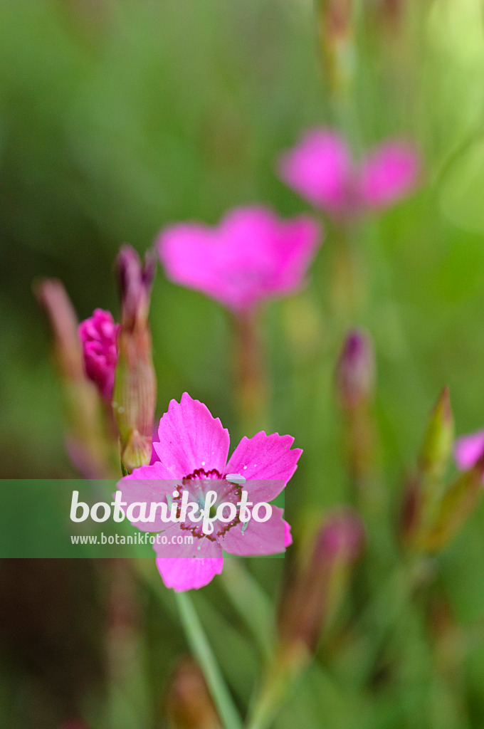 472414 - Pink (Dianthus myrtinervius)