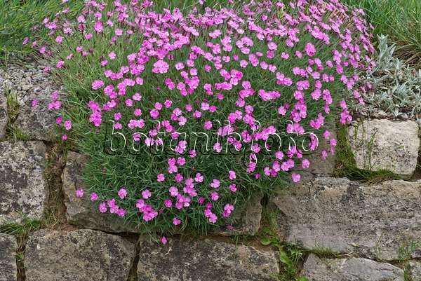556129 - Pink (Dianthus) on a stone wall