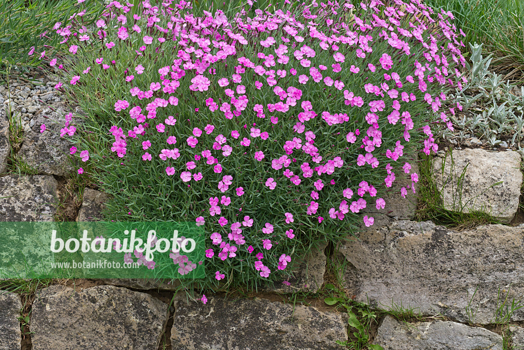 556129 - Pink (Dianthus) on a stone wall