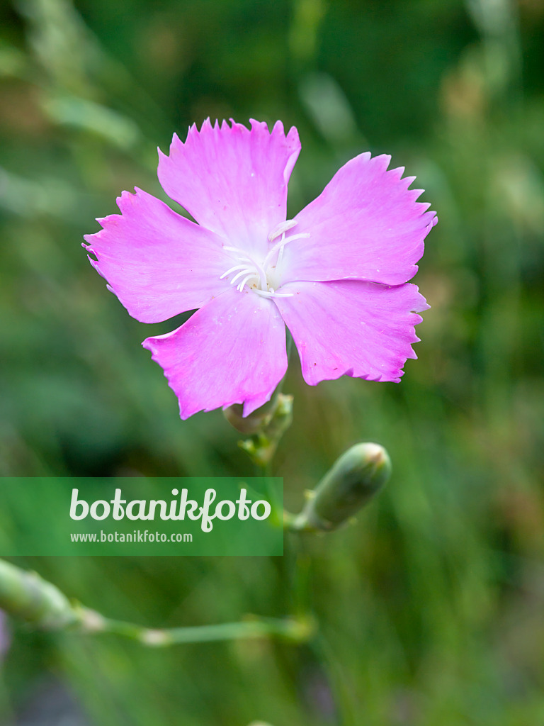 461176 - Pink (Dianthus sylvestris subsp. tergestinus)